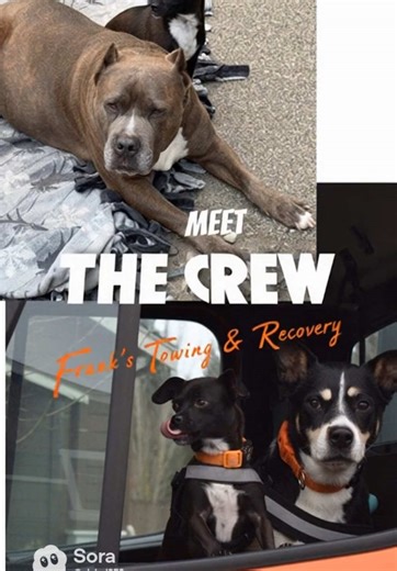 Meet The Crew! #Dogs #Pup #Pitbull #Chihuahua #Friday
