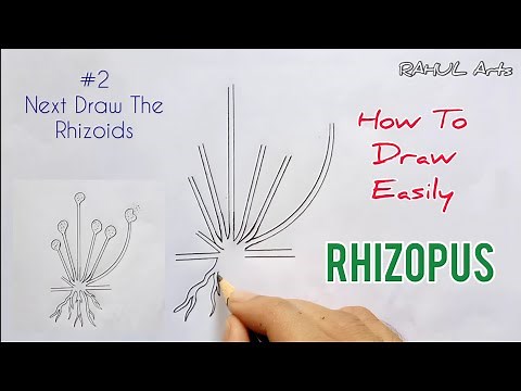How to draw Rhizopus ; Spore Formation | labelled diagram of Rhizopus