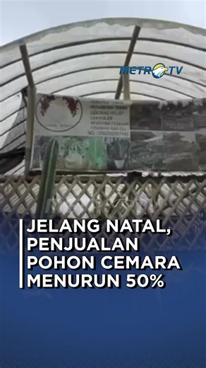 Penjualan Pohon Cemara Menurun Jelang Natal 2025
