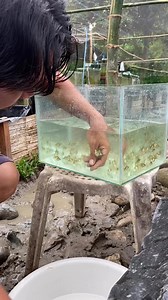 25K views · 225 reactions | Culling ta sa atong red white ryukin, salamat lord sa blessing, mas mo kugi pata karon 2024 #culling #cullingtips #tips #soon #fishkeepinghobby #goldfishfry #reels #fishing #video #pet #goldfish #hobby #fry #localbusiness #local #ryukin #ryukingoldfish | Mj Aquatics Bulingit Line | Facebook