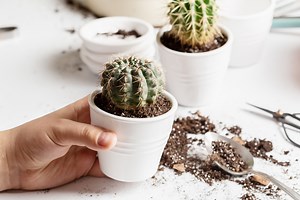 How to save your cactus if it’s turning yellow or brown