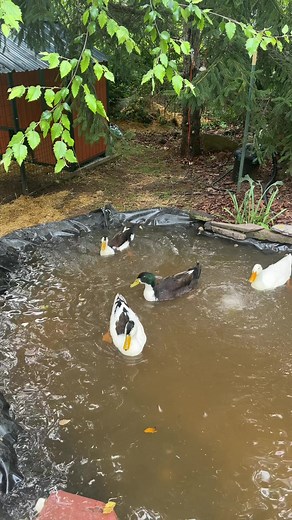 Oh Dinky ducklings: cute baby ducks around the world