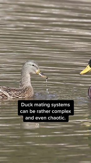 Understanding Duck Mating Systems for Waterfowl Biology Enthusiasts
