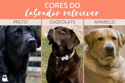 Cores do labrador retriever - Lista completa com fotos