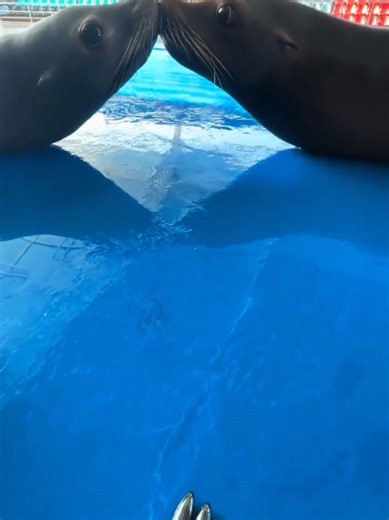 Understanding Sea Lions: Fun Facts and Habitat