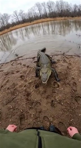 Crocodile Rushed Out Of The River! 😱 POV Danger