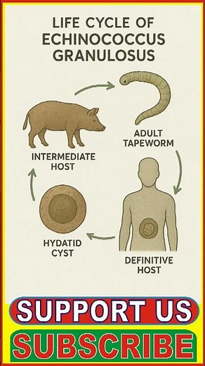 Lifecycle of echinococcus granulosus #echinococcus #lifecycleofechinococcus #protozoa #bscnotes