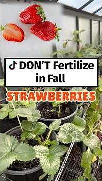 Fall Strawberry Care 🍓 | Trim Plants, Runners & Compost for a Bumper Crop Next Spring!