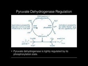 Pyruvate Dehydrogenase: Covalent Regulation