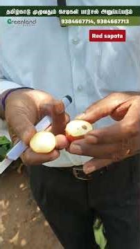 😱 Tamil Nadu-la First Red Sapota? Namma Nursery-le Grow pannom! 🍎🌱