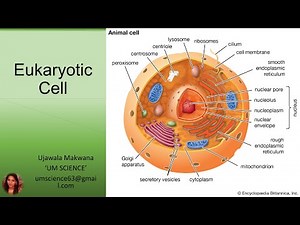 Eukaryotic cell structure and function/3D animated/eukaryotic cell class 11/eukaryotic cell diagram