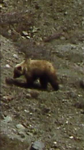 Grizzly Mom Leads Her Cubs Into the Wild #bear #wildlife #animaldocumentry