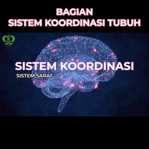 PARTS OF THE HUMAN BODY'S COORDINATION SYSTEM #science #learning #biology