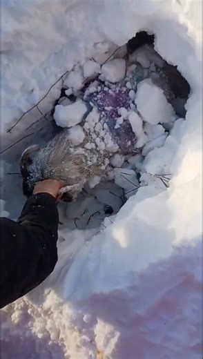 RAW VIDEO: Irish Farmers Stage Epic Resc-Ewe After Sheep Are Buried In Snow