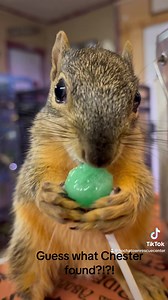 The Eastern fox squirrel (Sciurus niger) is the largest species of tree squirrel native to North America. Meet our fox squirrel Chester who loves sweets and everyone he meets!! I love our Native wildlife rescue babies!! https://www.amazon.com/hz/wishlist/ls/YTKJ5F0VL5RD?ref_=wl_share | Hochatown Rescue Center and Petting Zoo