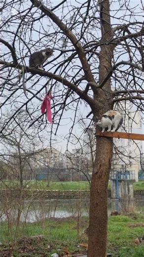 They are currently in a breeding period🥹#cat #street #live #love #help #suffering #animals #alone