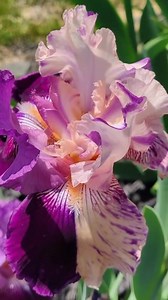 Beautiful tall bearded iris with gorgeous colors #beautiful #flowers #garden #colors | DIY Garden Ideas