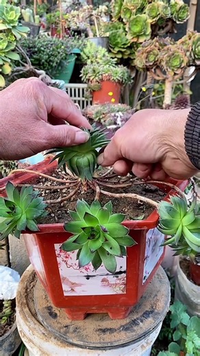 Essential Tips for Caring for Succulents