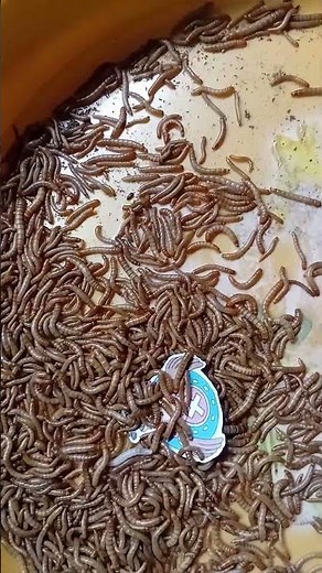 Chopper attack mealworms