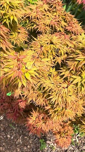 Acer palmatum 'Mystic Mikawa' Miniature Japanese Maple