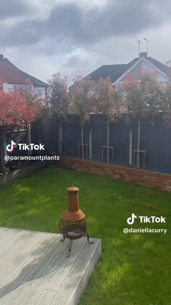 Photinia red robin pleached trees 2 years after planting - please 📧 salesteam@paramountplants.co.uk if you would like advice or message us for link to our FREE planting pleached trees video 📹 prices for everyone many varieties of pleached trees 🌳 available to buy online or instore at our Enfield plant centre - location link here at 131 Theobalds Park Road Enfield EN2 9BH website link in bio www.paramountplants.co.uk #enfield #pleachedtrees #paramountplants #photinia
