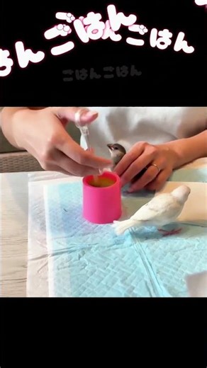 Feeding time for baby Java sparrows #Shorts