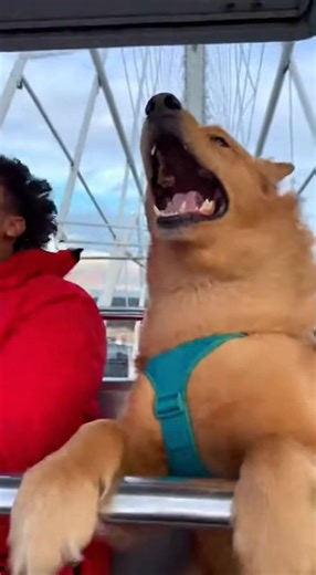 A shaky close-up captures the dog’s stretched mouth and wide eyes as it yells like a person while the ride climbs higher. #DogOnFerrisWheel #DogScream #ComedyShorts #ViralPets #PetLaughs #FunnyAnimalVideo #DogFreakout #WindyRide #DogExpression #HilariousShort #PetEntertainment #CrazyDogMoments dog, screaming dog, spinning ride, amusement, pet reaction, outdoor video, high-energy, viral short, laughter, chaotic fun, wind-swept, joyful, playful, human-like, comedy | Funny Animals