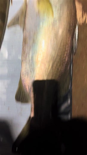 71.5 cm Barramundi Fishing Adventure