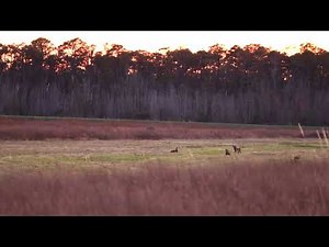 Rare Red Wolves Howling at Dusk | Alligator River National Wildlife Refuge, NC 🐺🌙