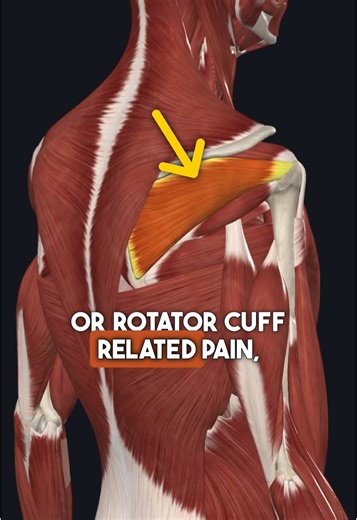 3 Essential Exercises to Relieve Shoulder Pain