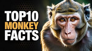 Top 10 Monkey Facts – Amazing Primates of the World