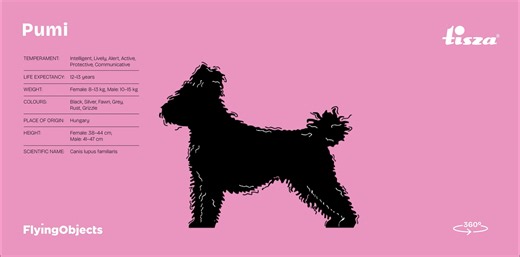 Pumi