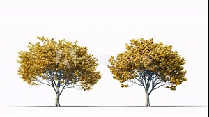 Growing trees on a white background 3D animation growth grow from small to large, Sessile Oak trees animate in the wind on white background with alpha matt 3D virtual tree. Separated with alpha channe