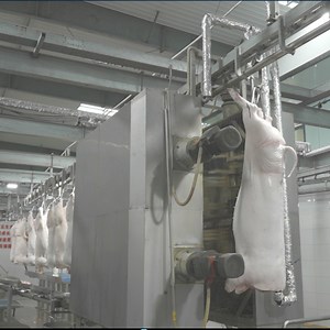 [Hot Item] Pig Abattoir Carcass Bleeding Washing Polishing Slaughtering Machine
