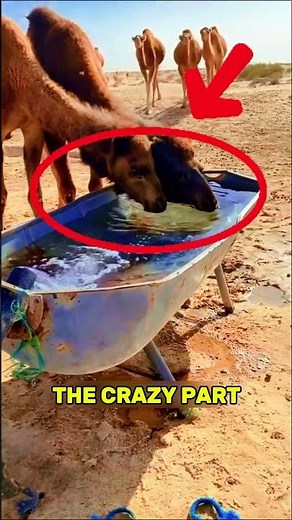 Why Camels Are Given Salt: Amazing Facts About Camel Diets and Survival! 🐫