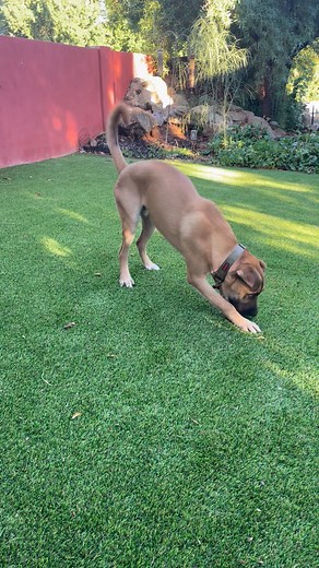 AZ Mastiff Rescue on Reels