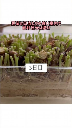 豆苗栽培してみました