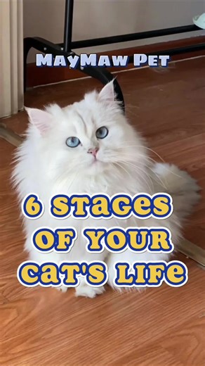 Exploring the 6 Stages of Your Cat's Life