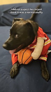 The laugh I didn't realize I needed. She is SO pretty 🤦‍♀️🤣 #dogslovers #dogmom #dogs #dogsarethebest #funnyanimals #funnydog #dogsofinstagram #sillydog #dogsdaily | Sammie Simone