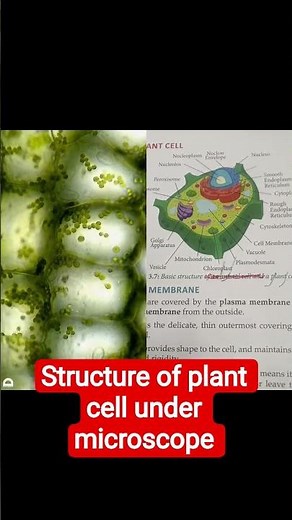 Structure of plant cell under microscope #biology #biologyclass