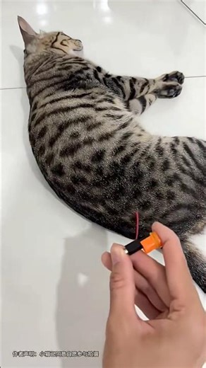 #cat #funny #kitten #cute #trending #toys