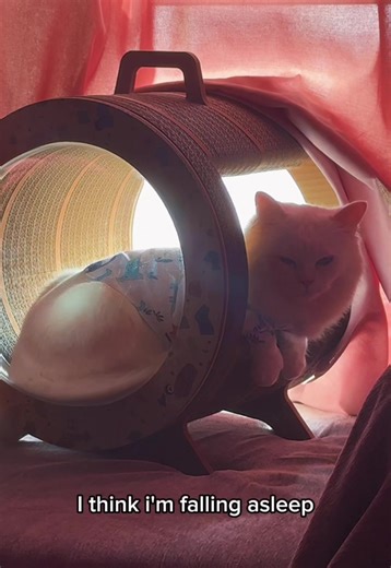 Fluffy Maine Coon Cat Drifting into Nap Land