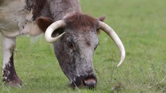 Dead land transformed into a thriving ecosystem