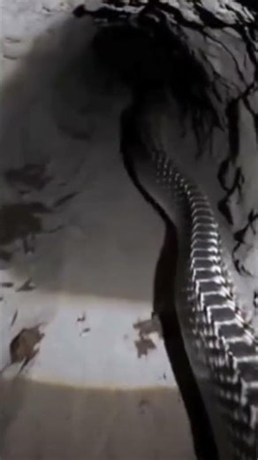 Animal: Python (snake)Location: Amazon Rainforest #fpy #viral#fyp