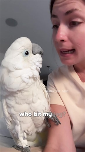 Umbrella Cockatoo Parrot Bite Reaction — Funny Pet Moment