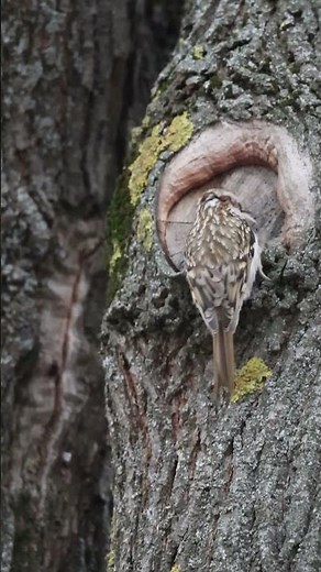 what an amazing bird - Treecreeper #nature #birds #forest #wildlife