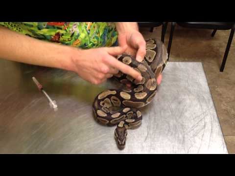 Medicating Snakes - Intramuscular Injections