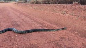 THE ORA BANDA PYTHON How was your weekend? I was out and about and came across this big fella, slowly making his way across the road on near Ora Banda. I've heard they're around the Goldfields, but this is first time I've been able to see one up close. | ABC Goldfields-Esperance