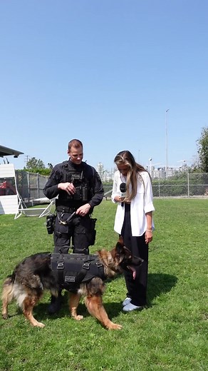 It was an honour going behind the scenes with the @The Vancouver Police K-9 Unit! It was Jade’s first day back on the job and she clearly missed it. As a huge animal lover, I was on cloud nine, I admire the work these dogs and officers do every day to keep Vancouver safe #vancouver #vancouversnewsreporter #Streetinterview #vpd #k9unit #fyp