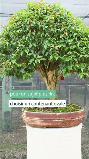 Comment rempoter son Bonsaï ? - Truffaut